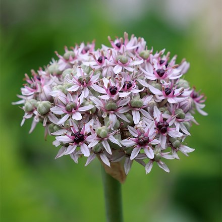 Allium Silver Spring