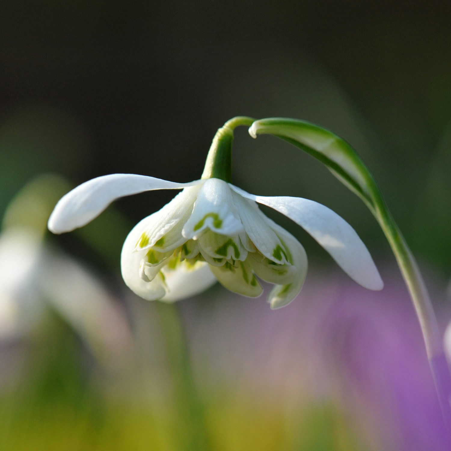 <i>Galanthus nivalis</i> f. <i>pleniflorus </i>'Flore Pleno'