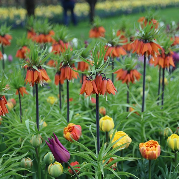 <i>Fritillaria imperialis</i> 'Rubra'