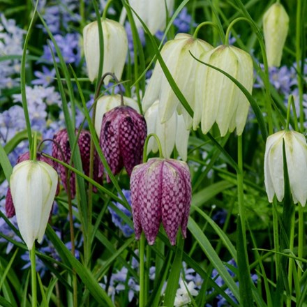 Fritillaria meleagris collection