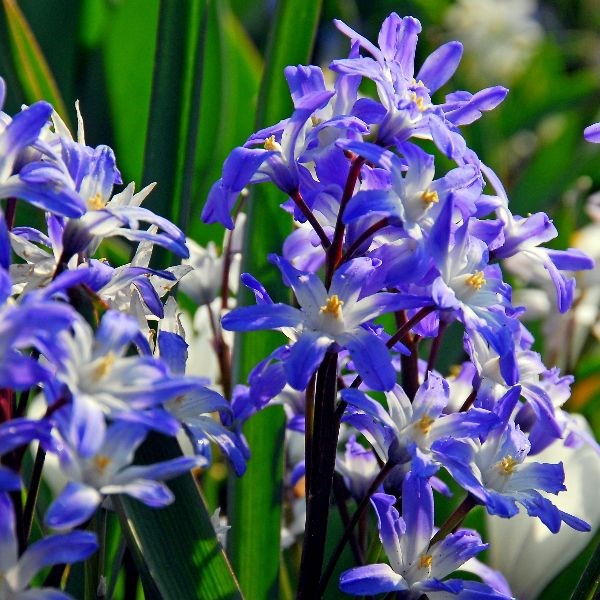 <i>Scilla</i> 'Blue Giant'