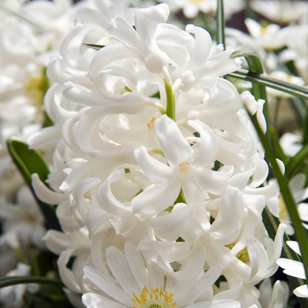 Hyacinthus orientalis Carnegie