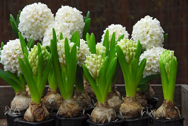 <i>Hyacinthus orientalis</i> 'Carnegie'