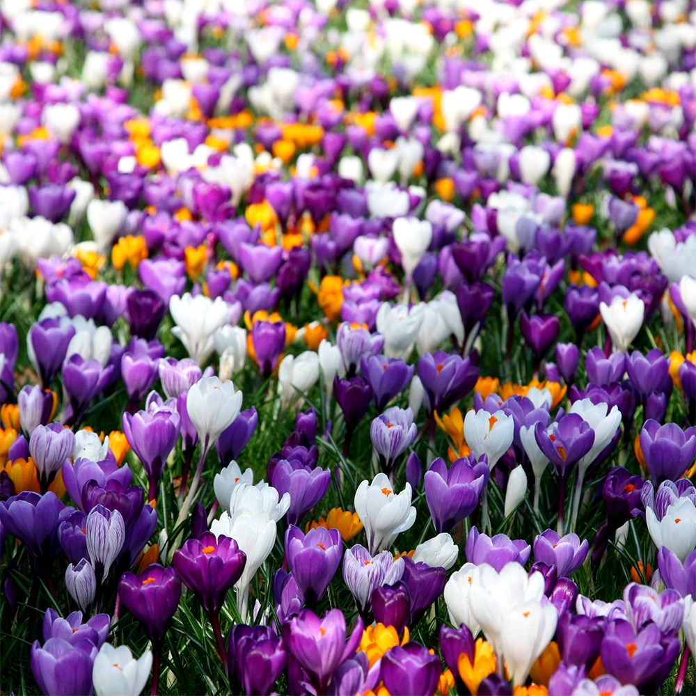 Crocus mixed colour collection