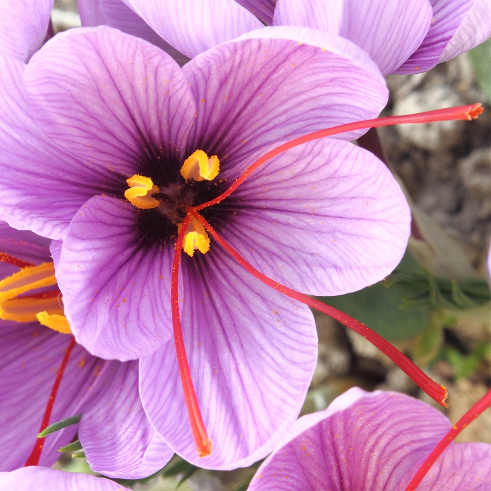<i>Crocus sativus</i> 