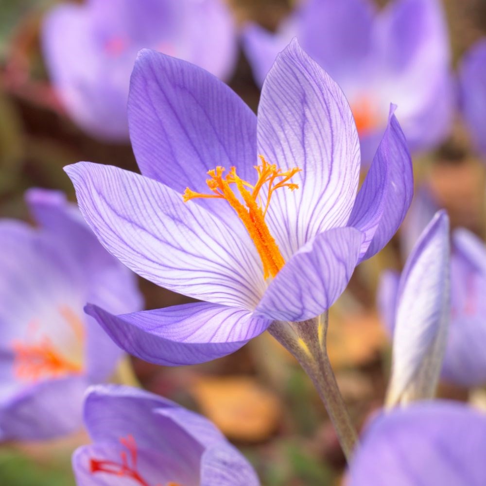 <i>Crocus speciosus</i> 