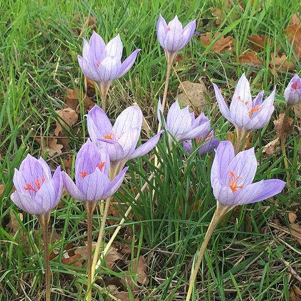 <i>Crocus speciosus</i> 