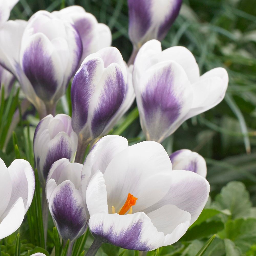 <i>Crocus</i> 'Prins Claus'