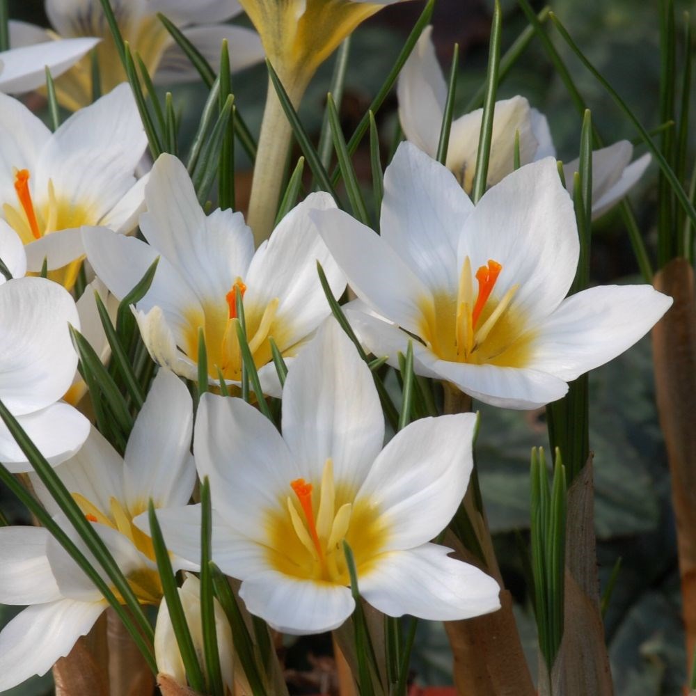 <i>Crocus</i> 'Snow Bunting'