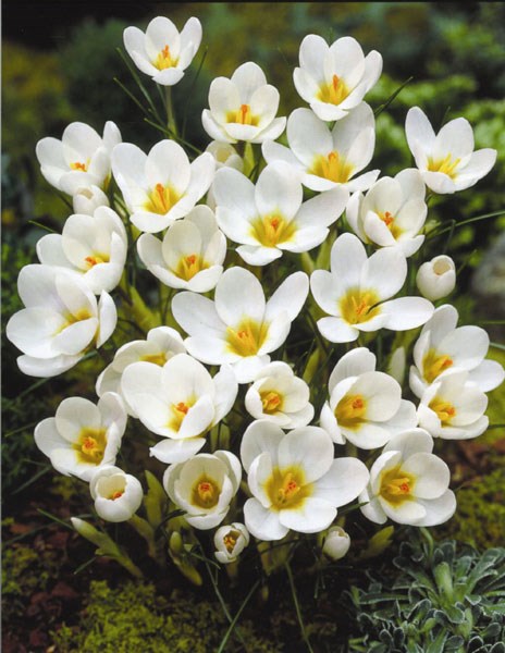 <i>Crocus</i> 'Snow Bunting'