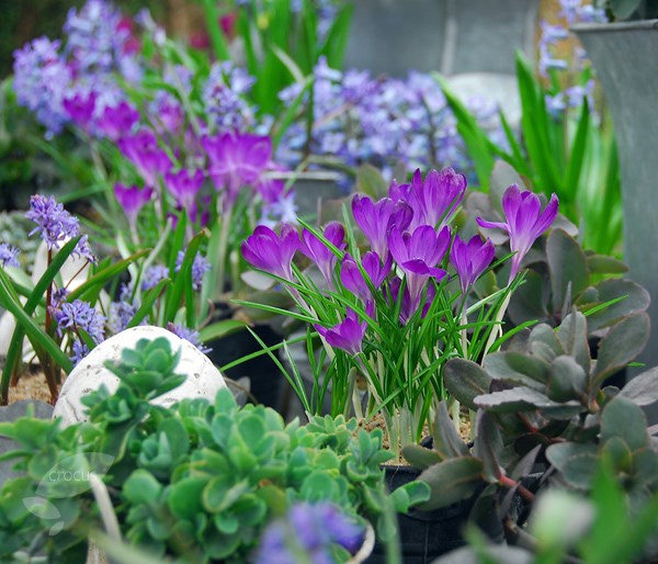 <i>Crocus tommasinianus</i> 'Whitewell Purple'