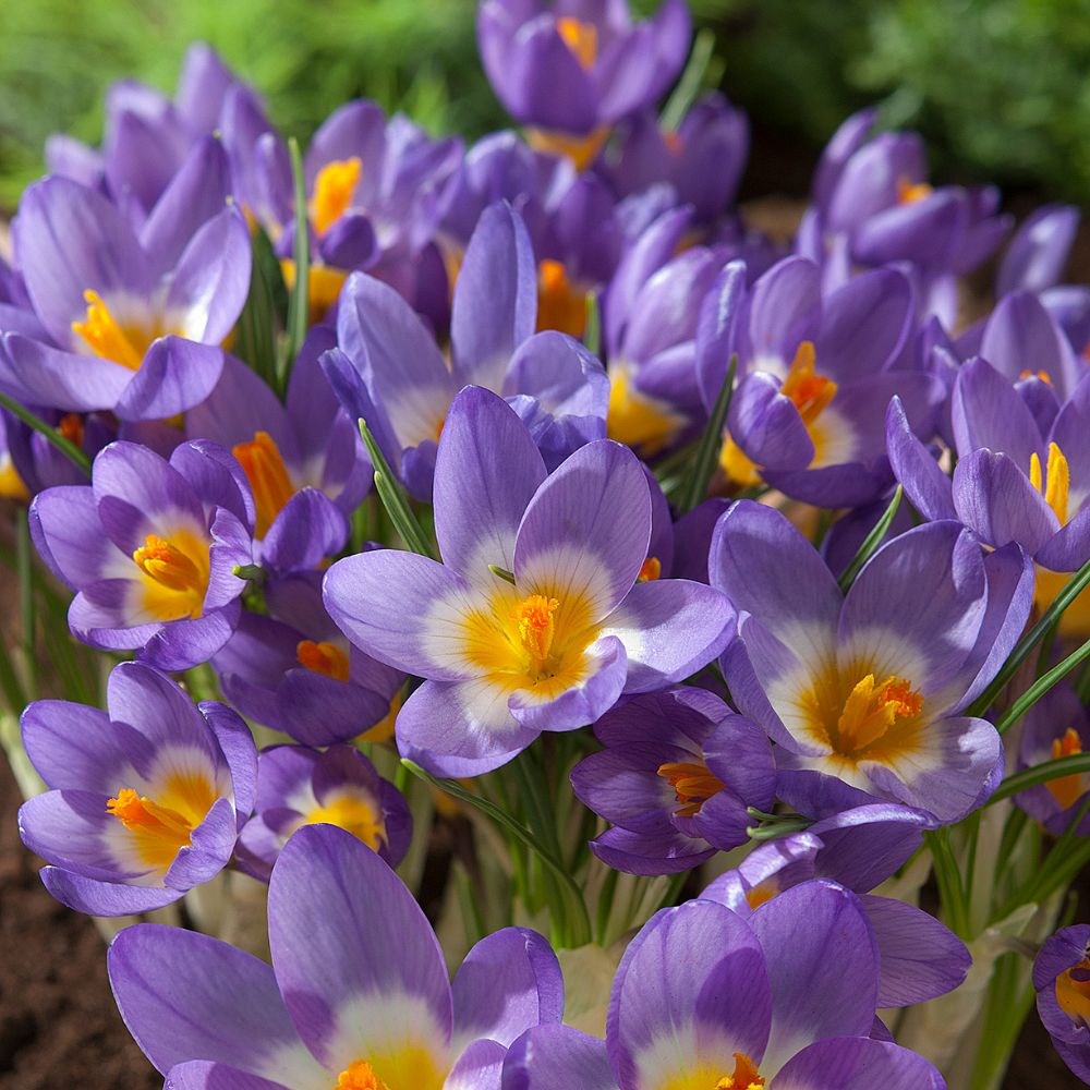 <i>Crocus sublimis</i> 'Tricolor'