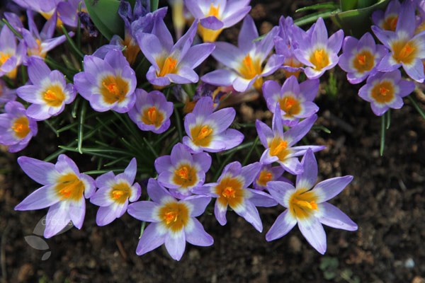 <i>Crocus sublimis</i> 'Tricolor'
