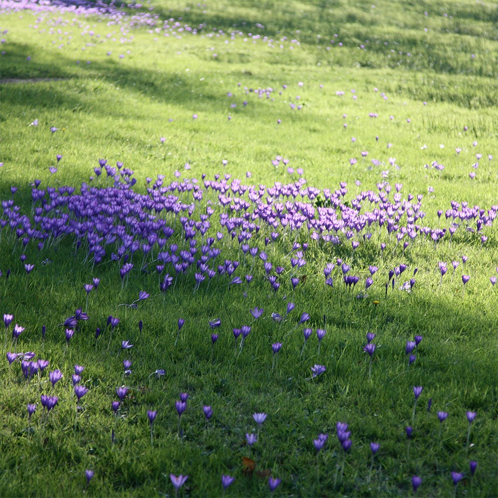 <i>Crocus speciosus</i> 'Conqueror'