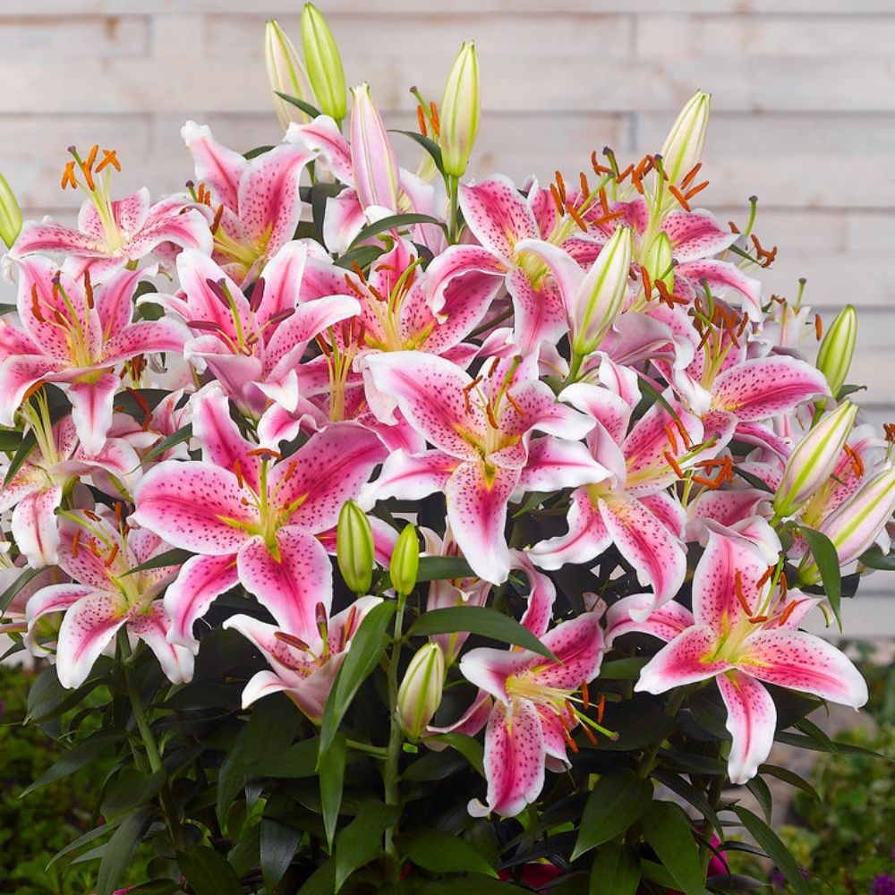 <i>Lilium</i> 'Star Gazer'