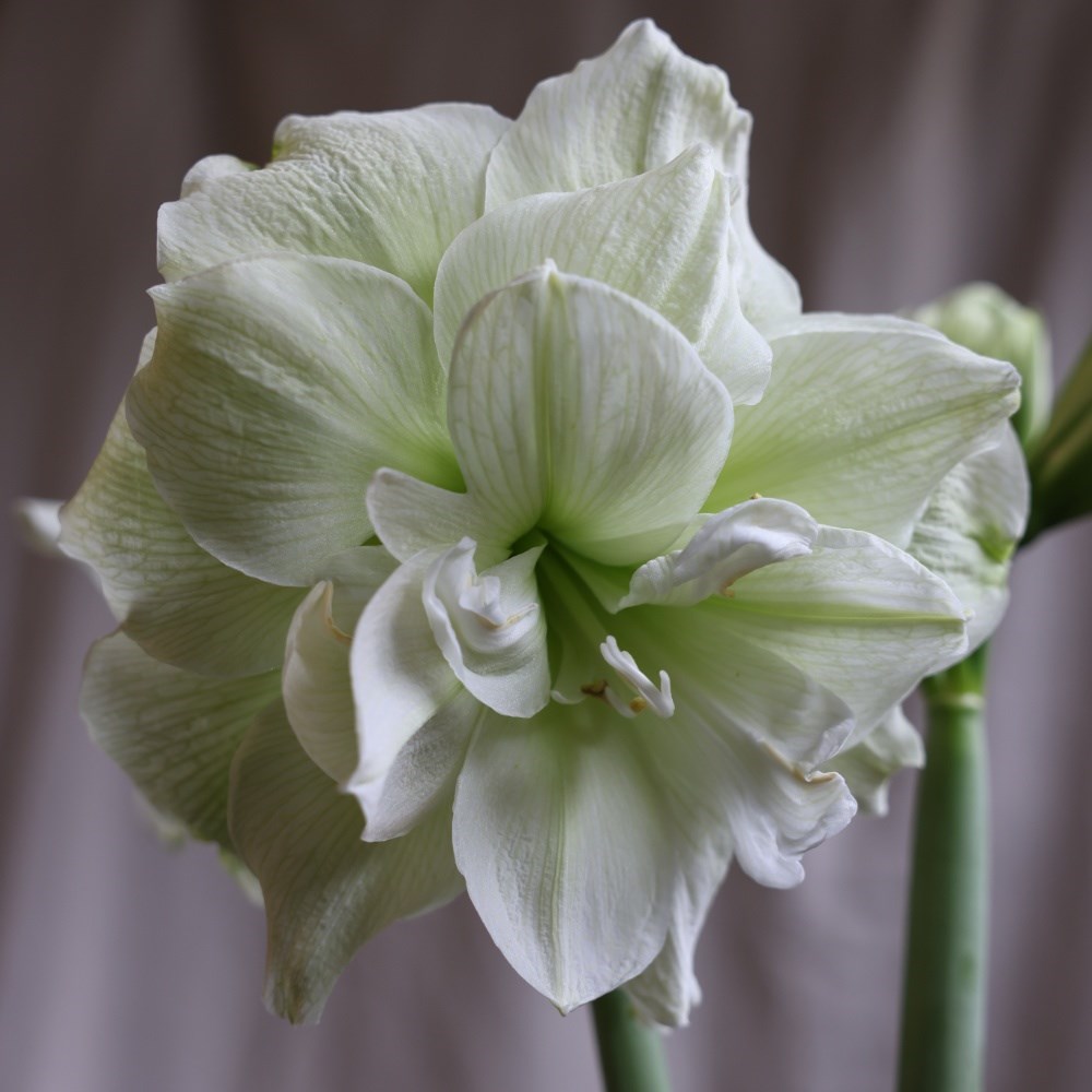 <i>Hippeastrum</i> (Double Galaxy Group) 'Marilyn' (PBR)
