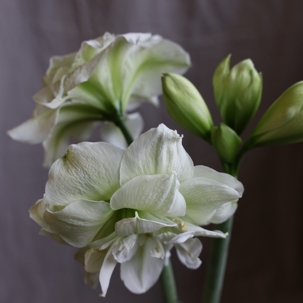 <i>Hippeastrum</i> (Double Galaxy Group) 'Marilyn' (PBR)
