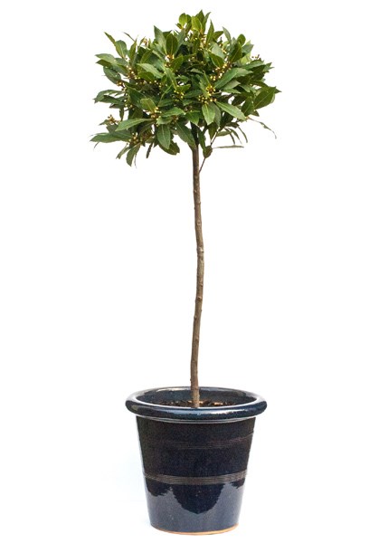 <i>Laurus nobilis</i> 