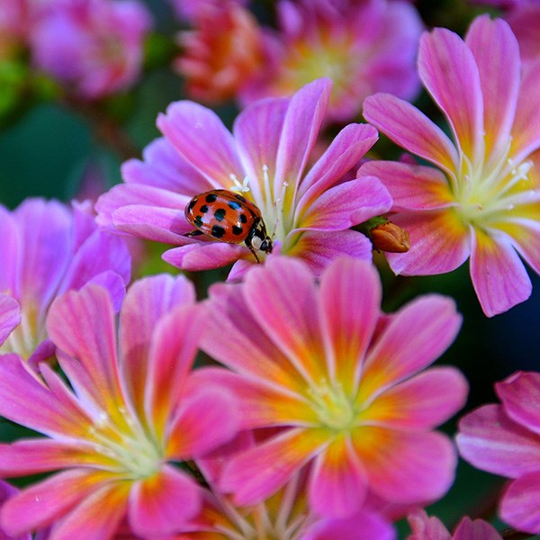 <i>Lewisia cotyledon</i> 