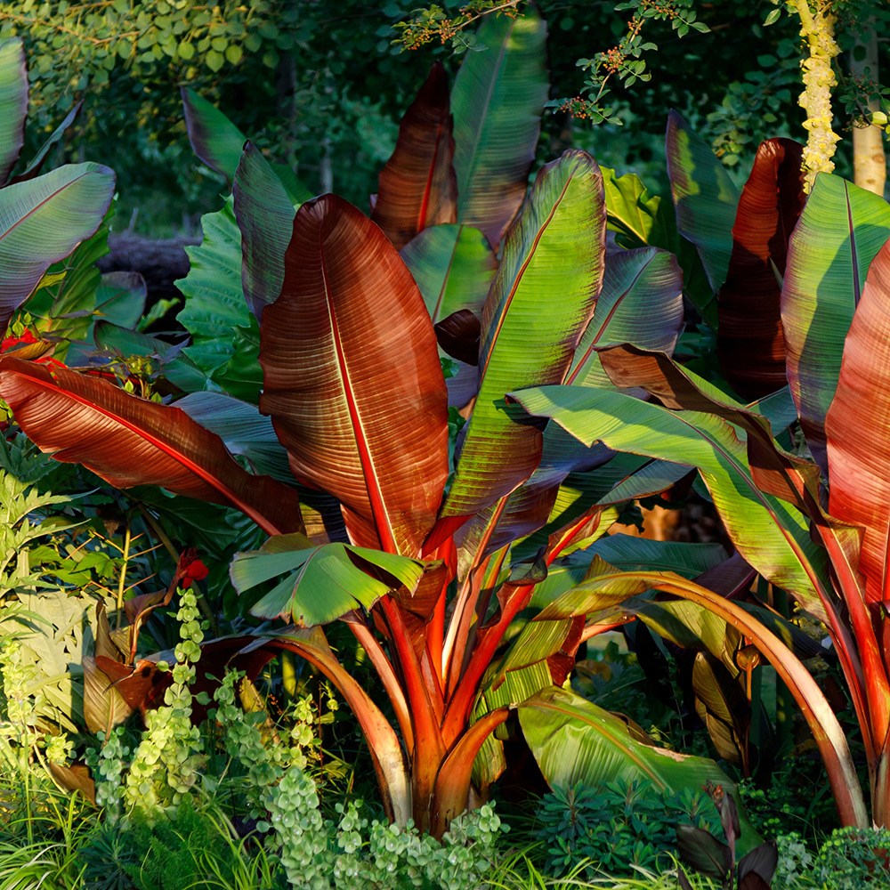 <i>Ensete ventricosum</i> 'Maurelii'