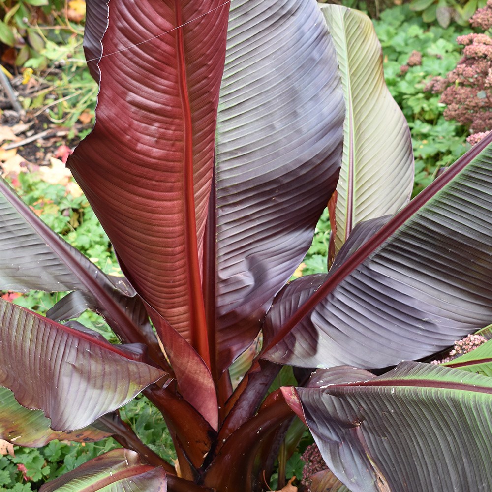 <i>Ensete ventricosum</i> 'Maurelii'