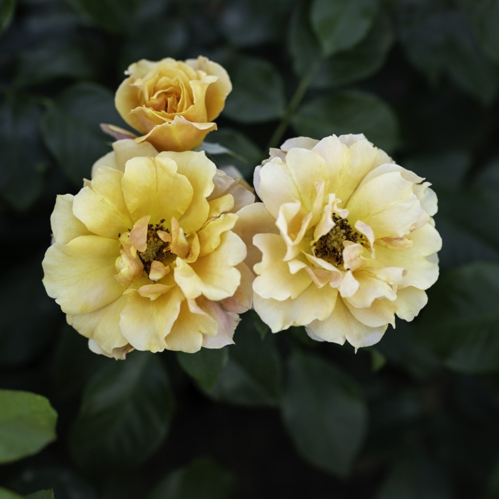 <i>Rosa</i> <b class=small-caps>Tequila Sunrise</b> | Hybrid Tea Rose