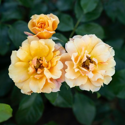 Rosa Tequila Sunrise | Hybrid Tea Rose