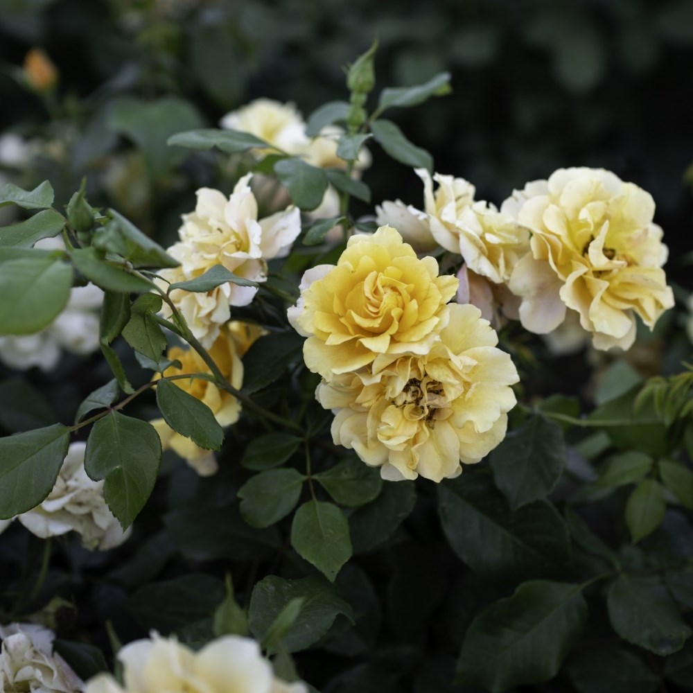 <i>Rosa</i> <b class=small-caps>Tequila Sunrise</b> | Hybrid Tea Rose