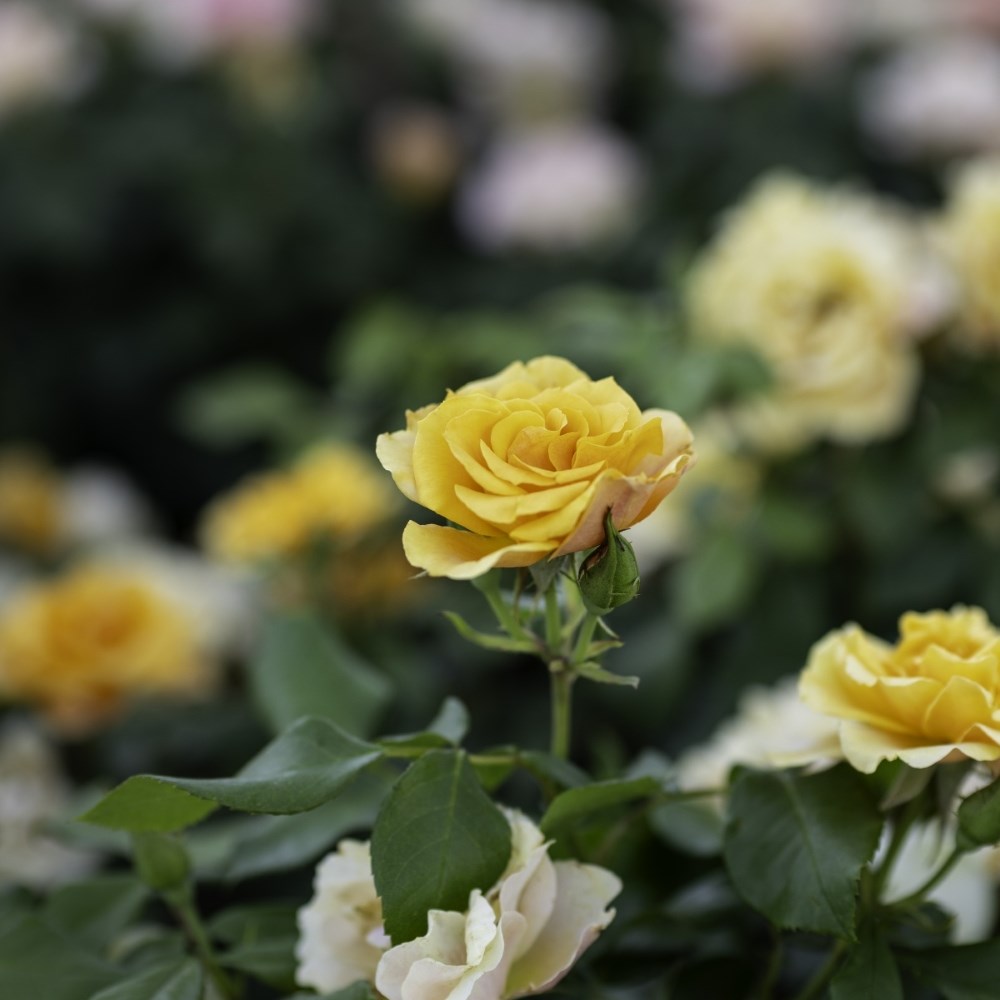 <i>Rosa</i> <b class=small-caps>Tequila Sunrise</b> | Hybrid Tea Rose