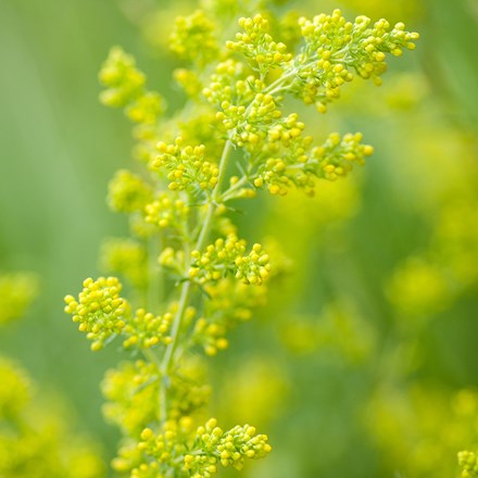 Galium verum