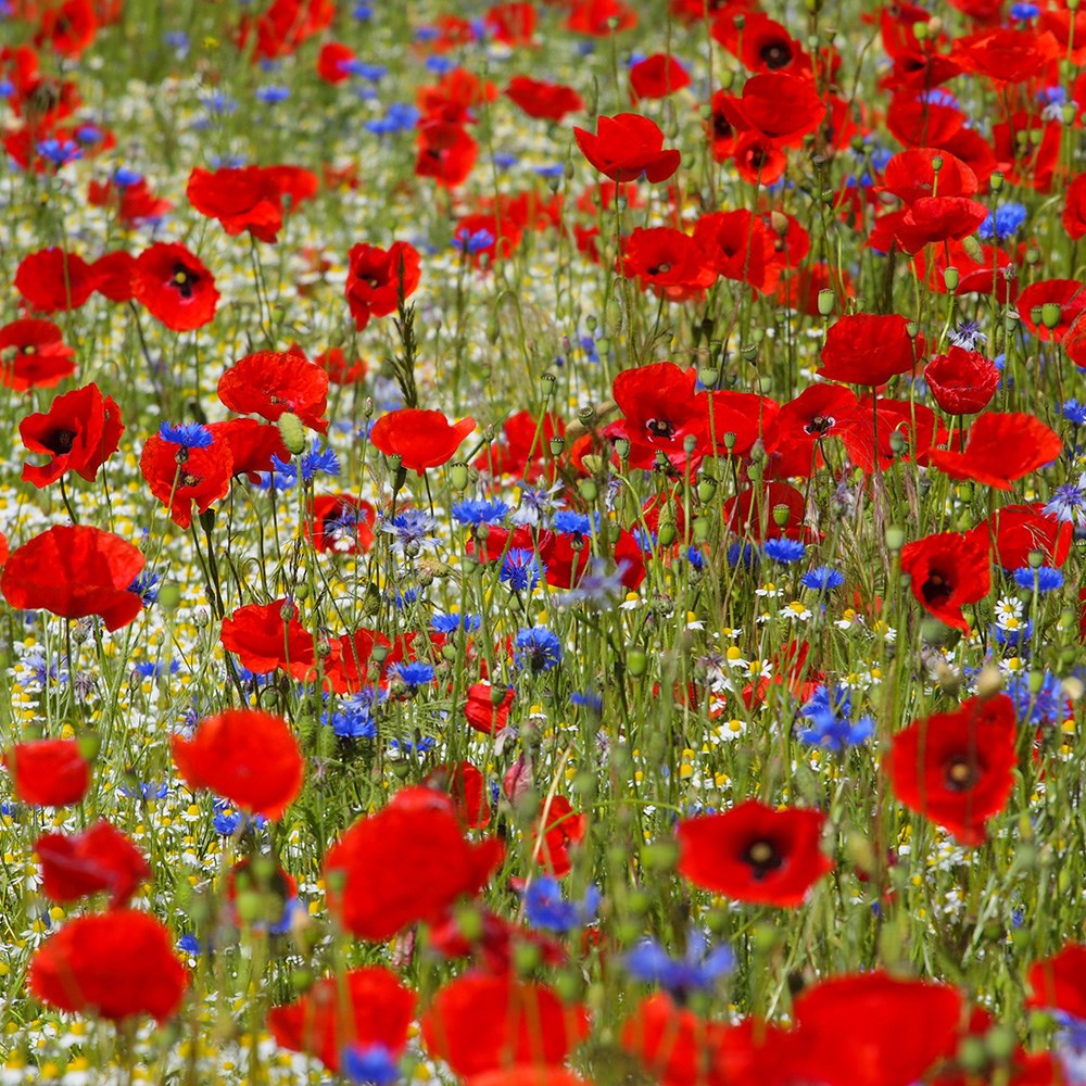 <i>Papaver rhoeas</i> 