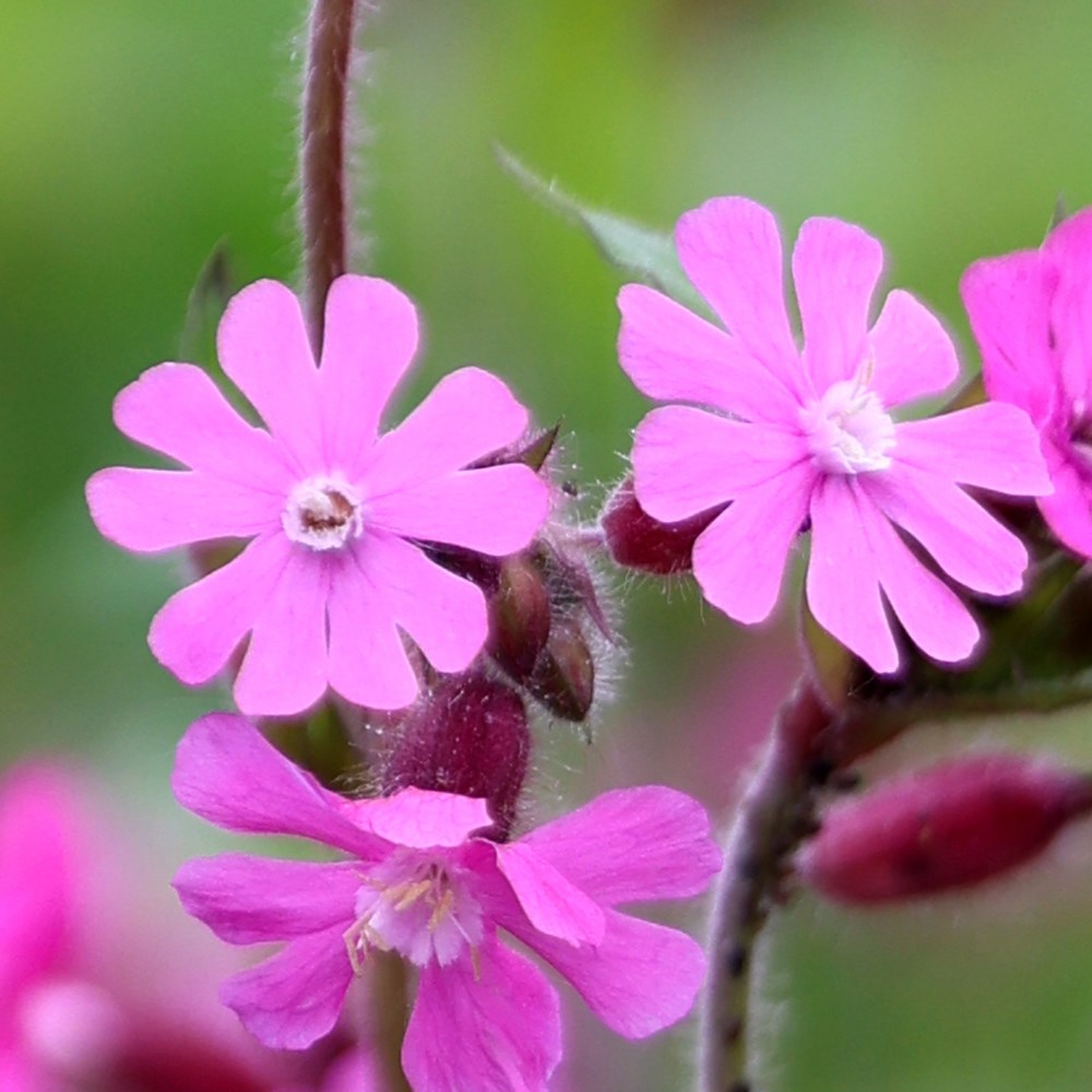 <i>Silene dioica</i> 