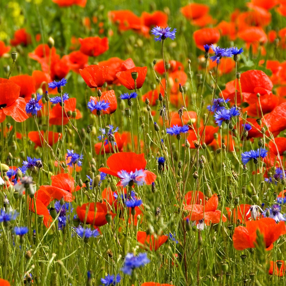 Poppy field collection of annuals