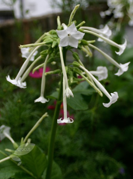 <i>Nicotiana sylvestris</i> 