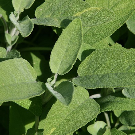 sage common