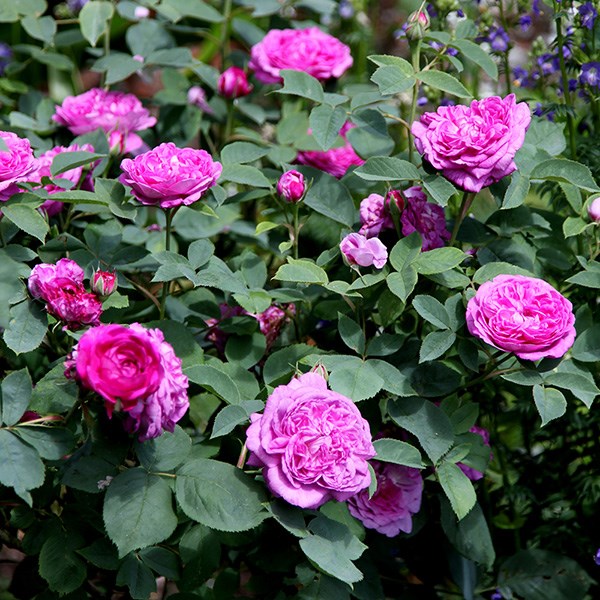 Rosa Reine des Violettes | Thornless Shrub Rose