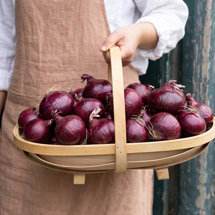 onion 'Red Baron'
