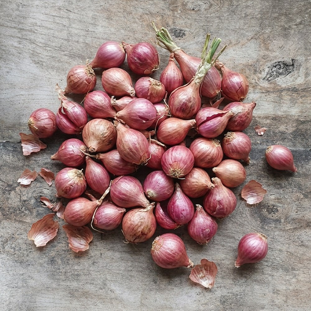 shallot 'Red Sun'