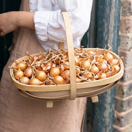 shallot Golden Gourmet
