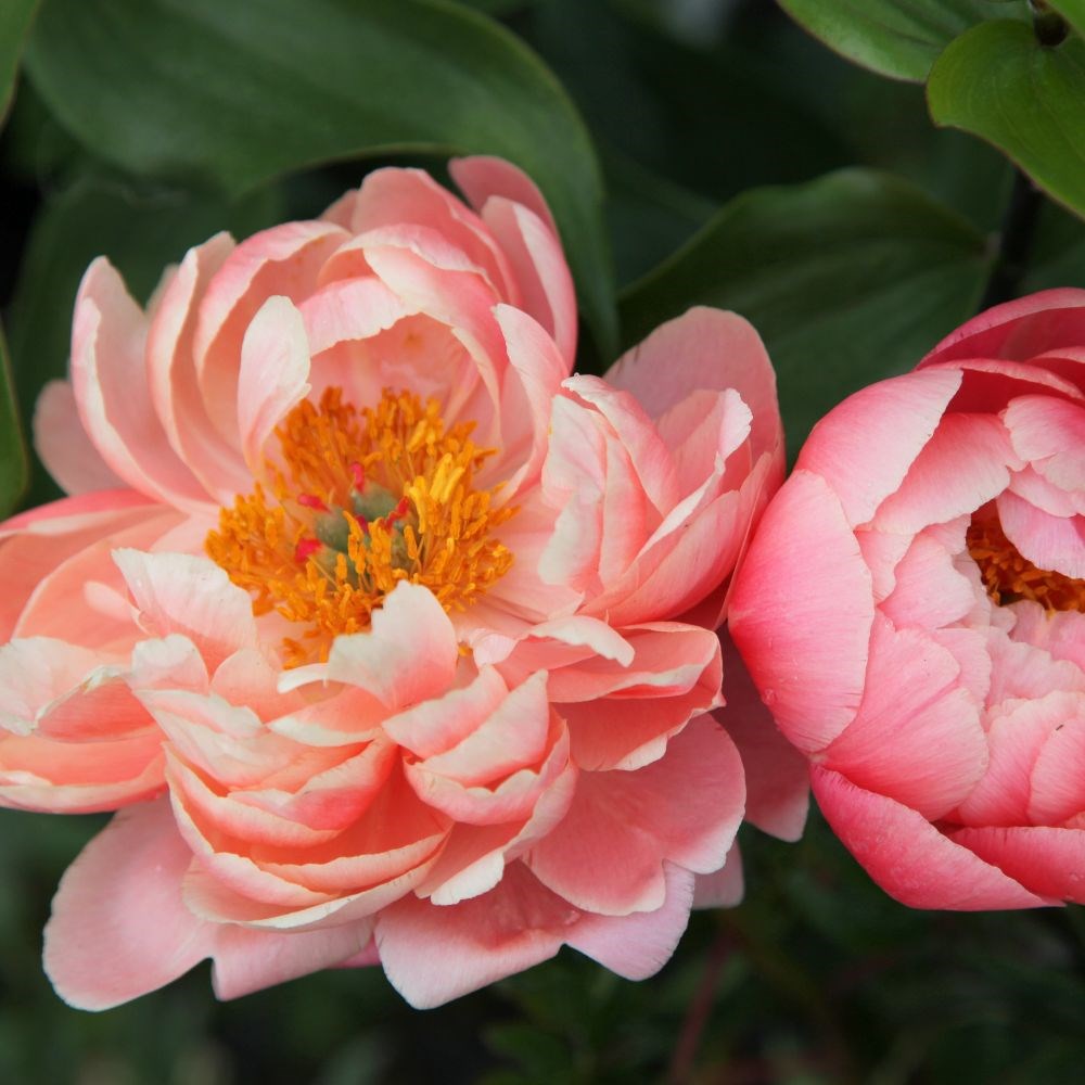 <i>Paeonia</i> 'Coral Charm'