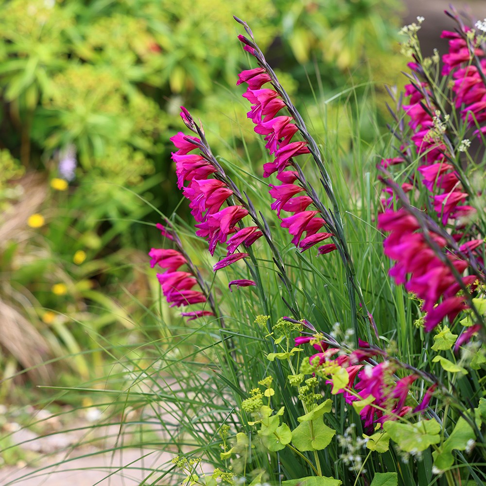 <I>Gladiolus communis</i> subsp. <i>byzantinus</i>