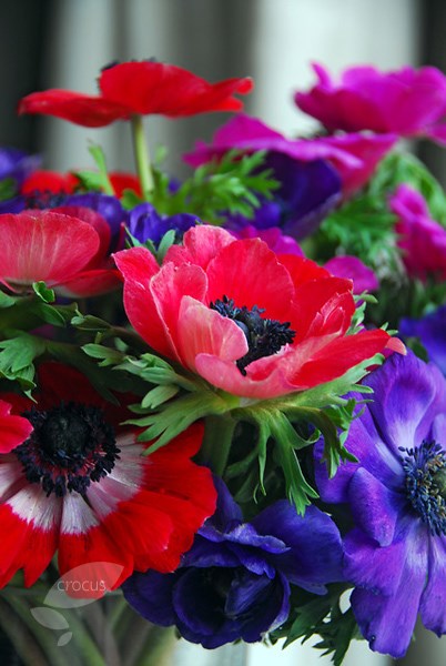 <i>Anemone coronaria</i> De Caen Group Mixed