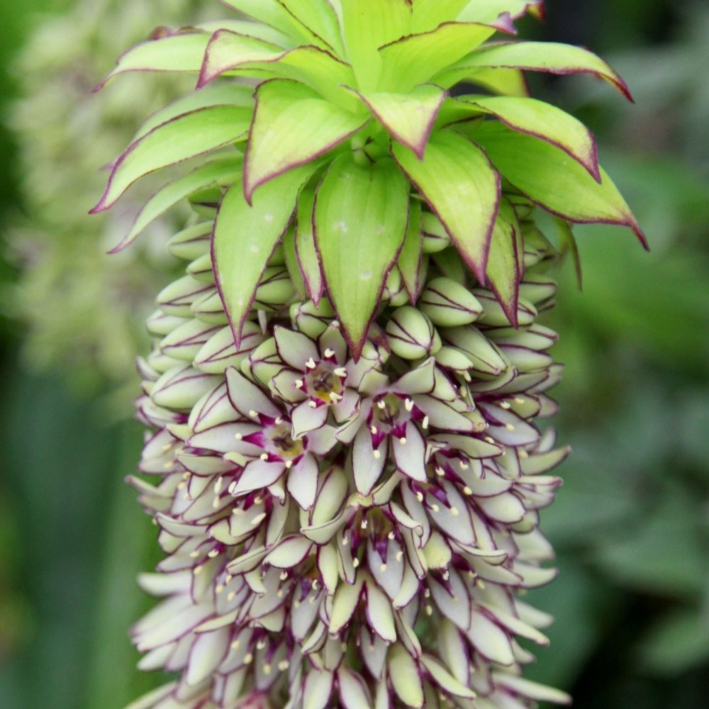 <i>Eucomis bicolor</i> 