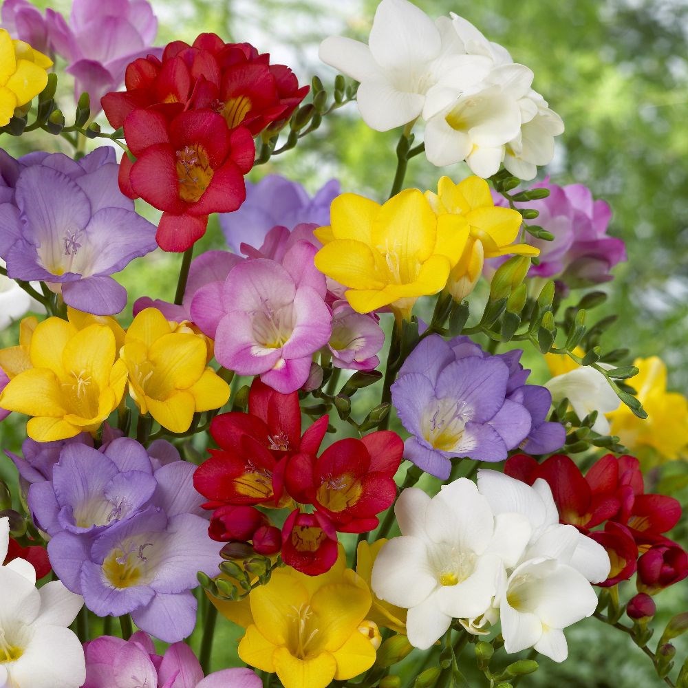 <I>Freesia</i> single-flowering mixed