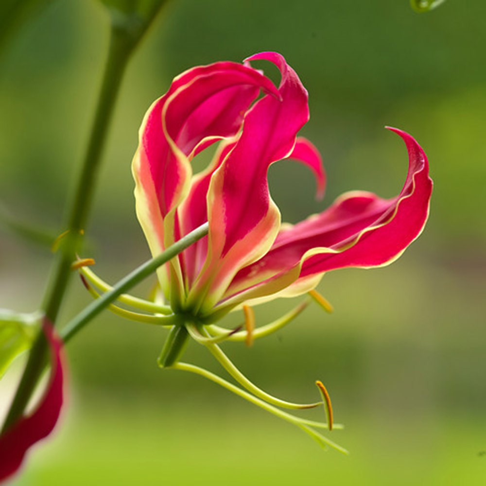 <i>Gloriosa superba</i> 'Rothschildiana'