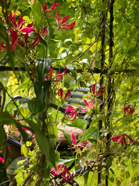 <i>Gloriosa superba</i> 'Rothschildiana'