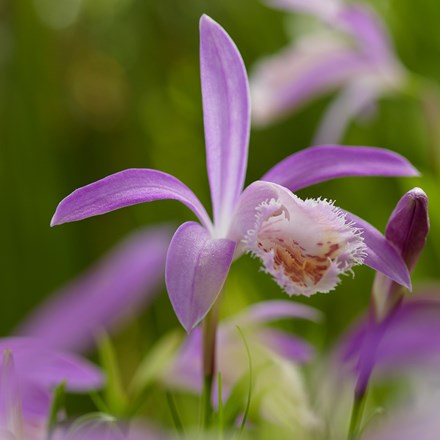Pleione formosana