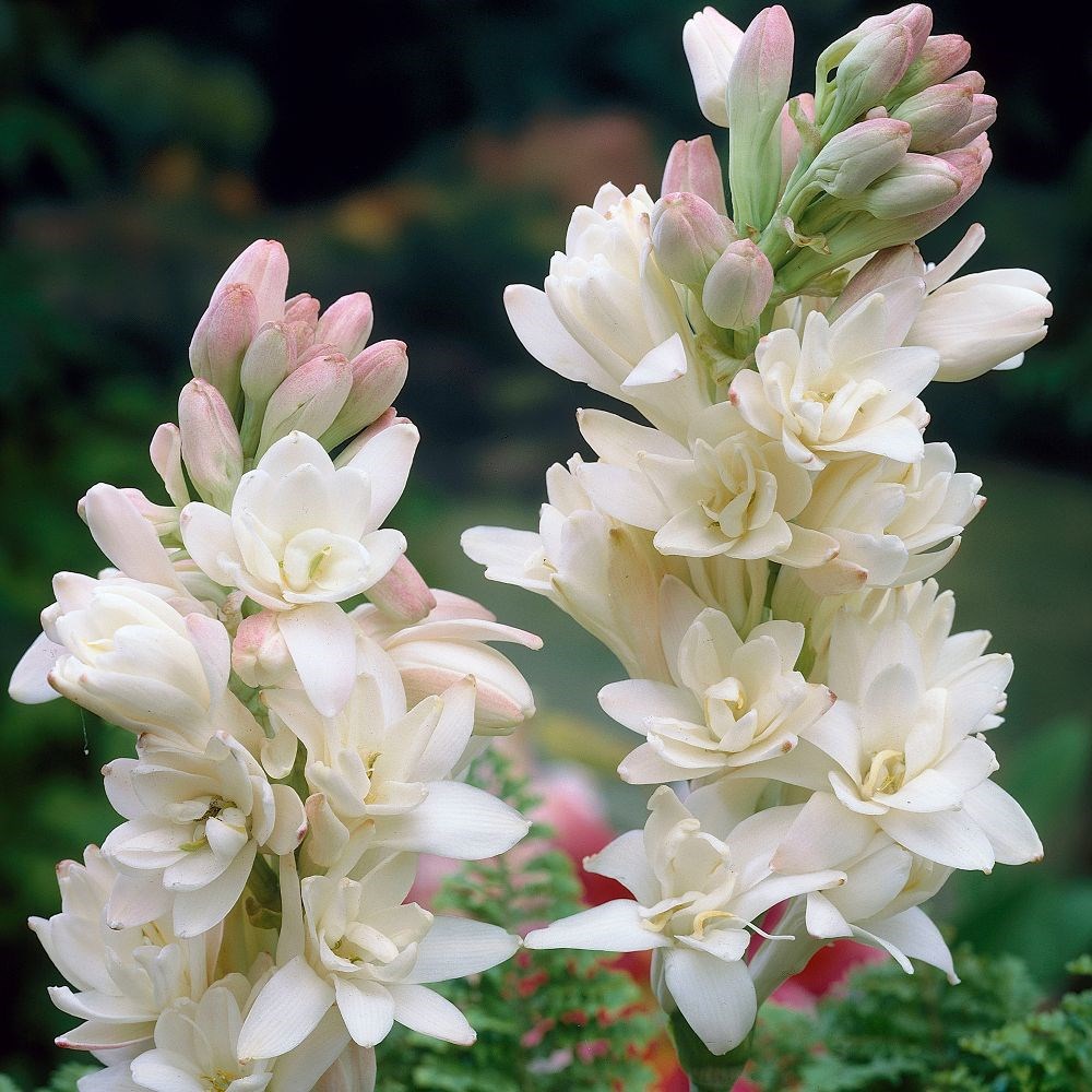 <i>Polianthes tuberosa</i> 'The Pearl'