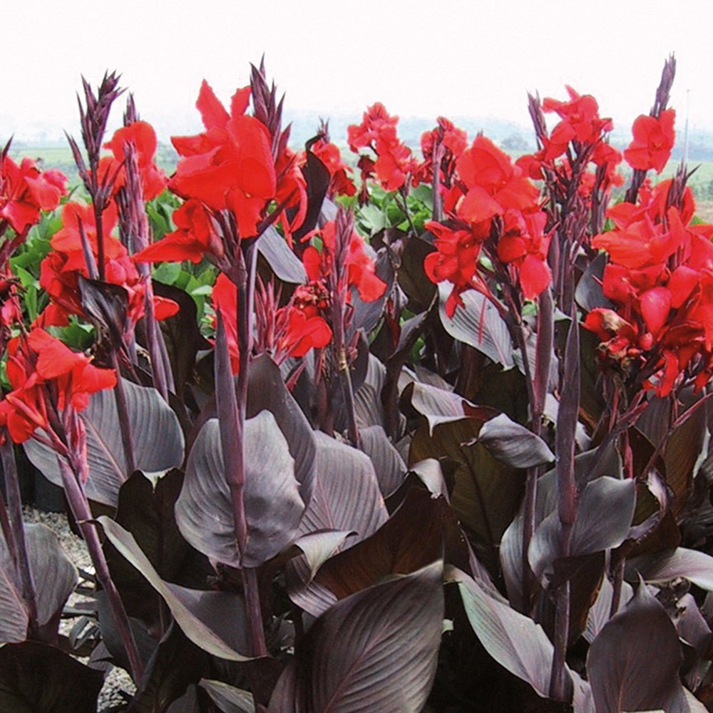 <i>Canna</i> <b class=small-caps>Tropicanna Black</b> ('Lon01') (PBR)