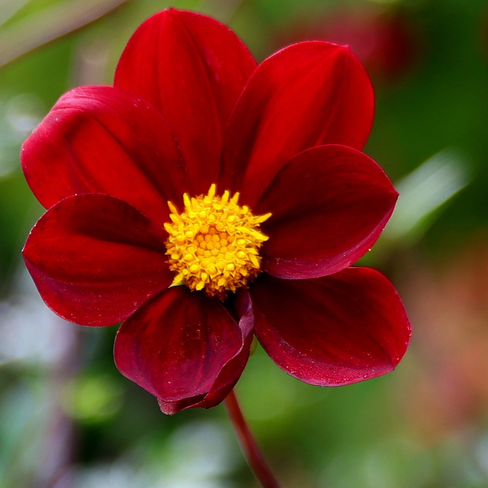 <i>Dahlia</i> 'Mexican Star'